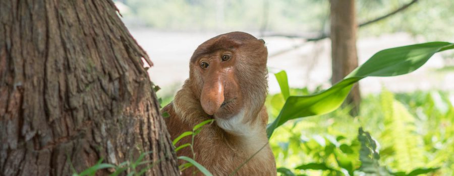 Proboscis Monkey at Bako National Park