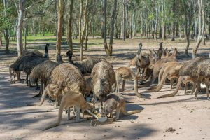 Dozens of Kangaroos and Emus at Fraser Coast Wildlife Sanctuary near Hervey Bay