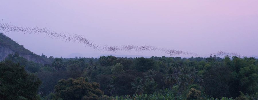 Bat Swarm near Battambang